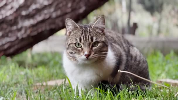 Curious Stray Cat Keeping Eye Contact Camera — Stok video