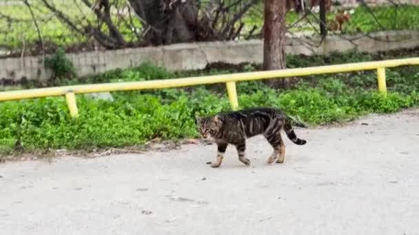 City Wild Cat Strolling — Stock Video