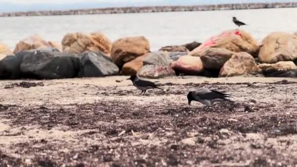 Ashy Grey Crow Relaxing Beach — стоковое видео