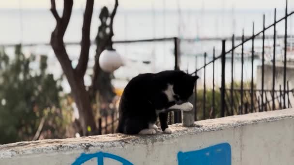フェンスの街に座っている黒猫 バックドロップビュー — ストック動画