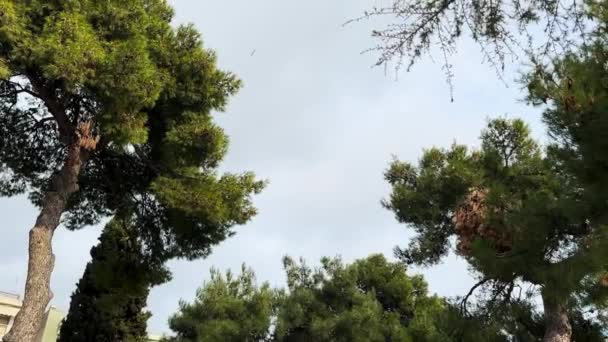 松の木の上を飛ぶ航空機 — ストック動画