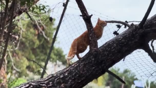 City Cat Climing Tree Roof — стоковое видео