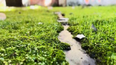 Mossy Terk Edilmiş Fabrika Döşemesi ve Beton Duvar Grafitisi 