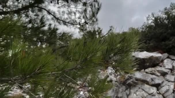 Pine Needles Blowing Wind — Stockvideo