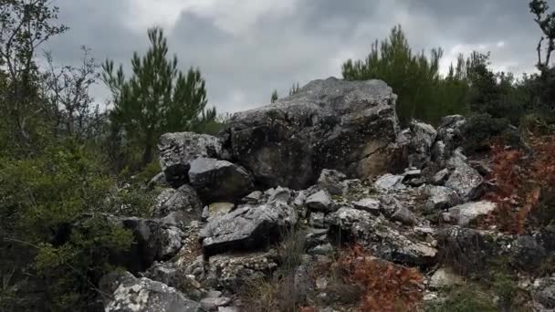 Las Sosnowy Skraju Opuszczonego Kamieniołomu Górniczego — Wideo stockowe