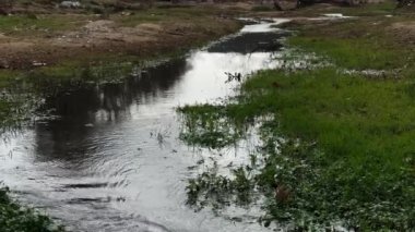 Shallow, Fast Moving Water Stream, Over Green Grass Winter Gloomy Day 5