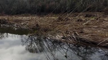 Dead Reads Marshland Scenery, Shallow, Water Stream, Reflections Winter Gloomy Day 