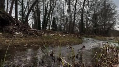 Shallow, Fast Moving Water Stream, Over Tall River Grass Winter Gloomy Day 