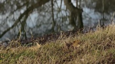 Water Reflection Of Trees, Great Plane Tree, Marshland, Winter Gloomy Day 3