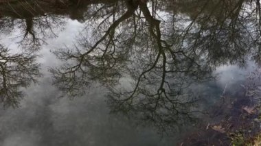 Water Reflection Of Trees, Great Plane Tree, Marshland, Winter Gloomy Day 3