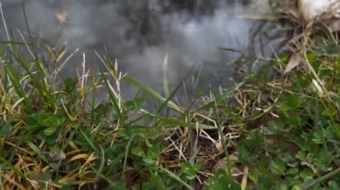 Water Reflection Of Trees, Great Plane Tree, Marshland, Winter Gloomy Day 3