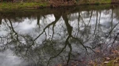 Throwing Rocks In The Water, Water Ripples, Marshland, Winter Gloomy