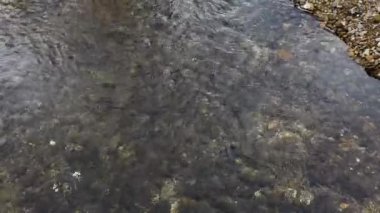 Shallow, Fast Moving Water Stream, Over River Stones Winter Gloomy Day 2