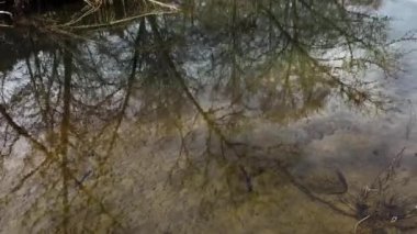 Peaceful Marshland Landscape, Winter Gloomy Day Water Reflections Of Trees 