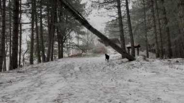 Doberman Pinscher, Dog Running Fast In The Snowy Pine Forest Winter Day