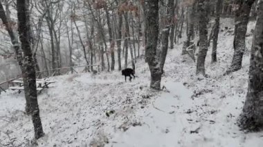 Doberman Pinscher, Dog Exploring The Snowy Oak Forest Winter Day 2