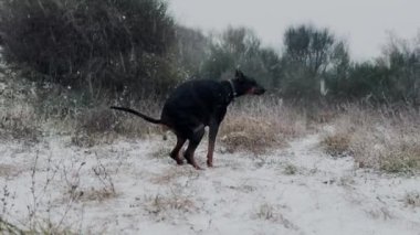  Doberman Pinscher, Dog Defecating In The Snow Blizzard Snowy Winter Cold Day 