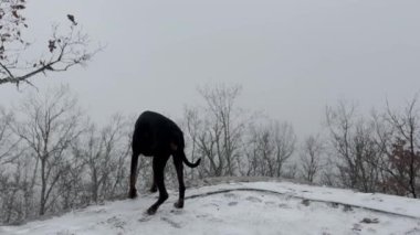  Doberman Pinscher, Dog Enjoying The Snowy Forest View Winter Cold Day 3