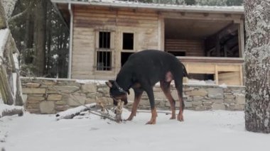  Doberman Pinscher Köpeği, Büyük Orman Dalları Kış Günü Oynuyor ve Isırıyor 