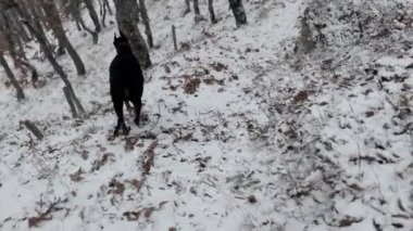  Doberman Pinscher, Dog Running In The Snowy Forest Winter Cold Day 