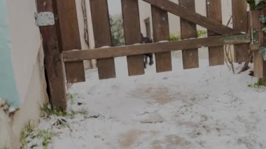  Griffon Maltese Dog , Sliding In Snow, Under Wooden Door Winter Snowy Day 