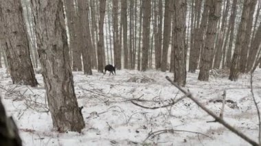  Doberman Pinscher, Dog Running In The Snowy Pine Forest Winter Day