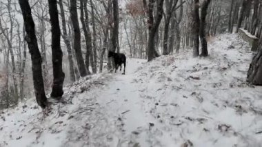 Doberman Pinscher, Karlı Meşe Ormanı Kış Gününü Keşfeden Köpek