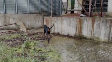 Doberman Pinscher Köpek, Yağmurda Terk Edilmiş Fabrikayı Keşfediyor 