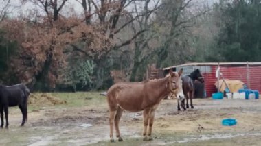 Mule In The Mountain, Rainy Autumn Day 