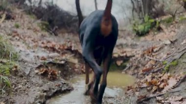 Doberman Pinscher Dog, Splashing In Water Pond 