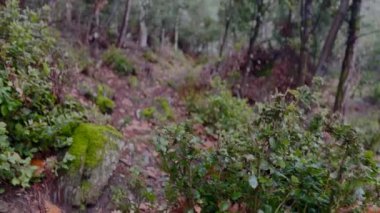 Beautiful Pinewood Forest On A Rainy Gloomy Day 