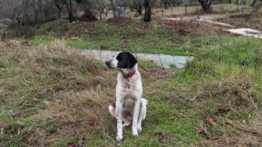 Nehir kıyısında duran Siyah ve Beyaz Köpek 