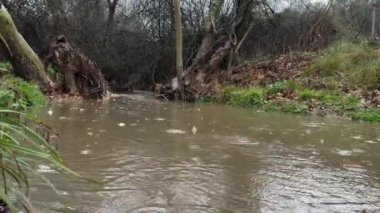 Fast Moving Forest Stream Rainy Gloomy Day Raining Sounds 