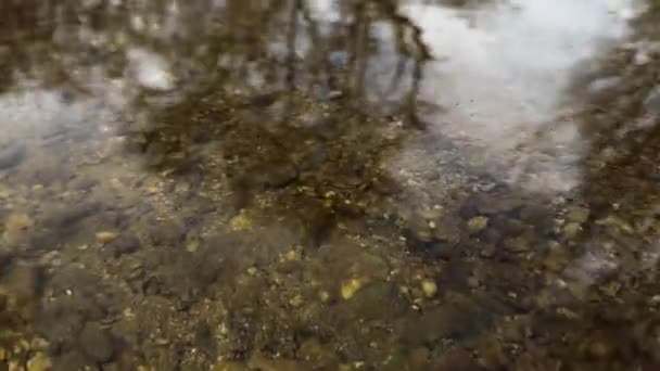 Shallow Water Stream River Stones Water Reflection Trees Winter Gloomy — Video Stock