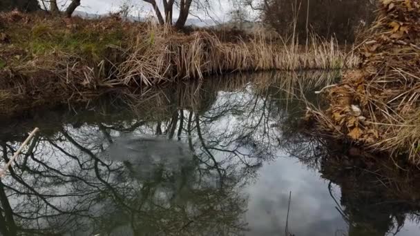 Throwing Rocks Water Water Ripples Marshland Winter Gloomy — ストック動画