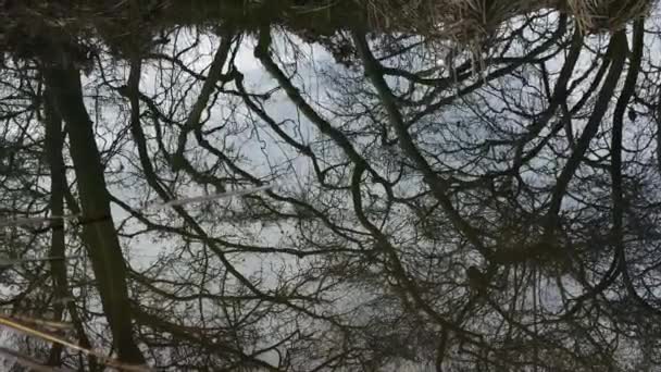 Crystal Clear Water Reflections Twisted Trees Throwing Rock Water Winter — Vídeo de Stock