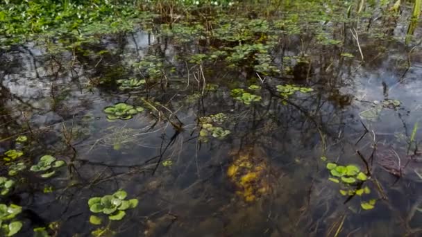 Sığ Hızlı Akıntısı Nehir Üzerindeki Taşlar Kış Kasvetli Gün — Stok video