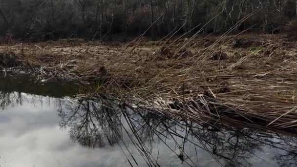 Dead Reads Marshland Scenery Shallow Water Stream Reflections Winter Gloomy — Stock video