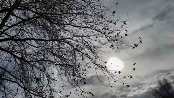 Twisted Tree Branches Bearing Dead Leafs Silhouettes Blowing Wind Grey — Stok video