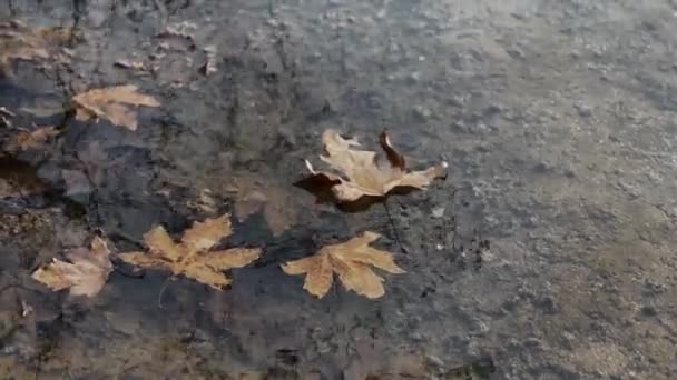 Ölü Sonbahar Yaprakları Nehir Kıyısında Yıkandı Kışın Kasvetli Günü — Stok video