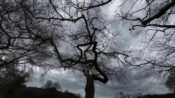 Огромные Крученые Стволы Деревьев Силуэты Серое Зимнее Небо — стоковое видео
