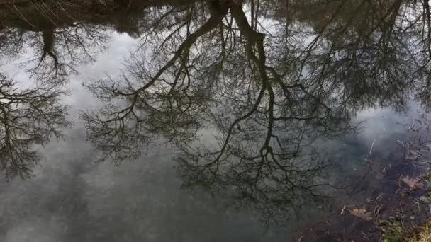 Отражение Воды Деревьями Большой Плоский Три Болота Зимний Мрачный День — стоковое видео