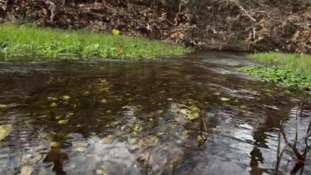 Poco Profondo Flusso Acqua Rapido Movimento Oltre Pietre Del Fiume — Video Stock