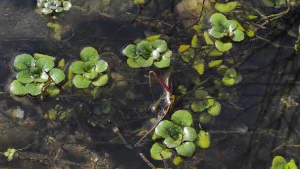 水生植物 浅い水の流れ 冬の悲観的な日 — ストック動画