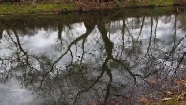 Suya Taşlar Atmak Dalgalanmaları Bataklık Kış Kasvetli — Stok video