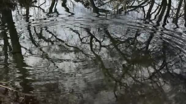 Suya Taşlar Atmak Dalgalanmaları Bataklık Kış Kasvetli — Stok video