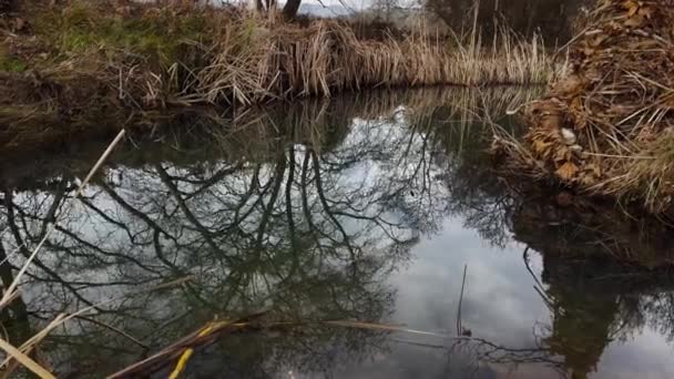 Throwing Rocks Water Water Ripples Marshland Winter Gloomy — Stock video