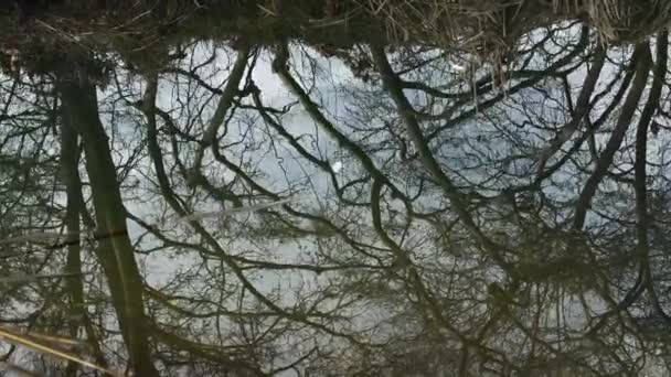 Peaceful Marshland Landscape Winter Gloomy Day Water Reflections Trees — Video Stock