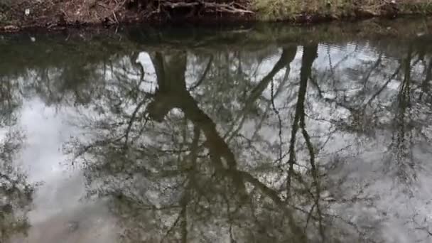 Peaceful Marshland Landscape Winter Gloomy Day Water Reflections Trees — Stok video