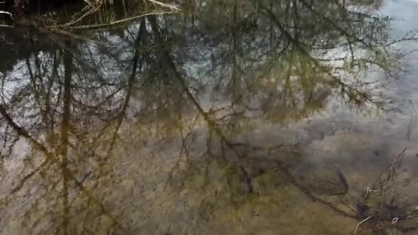 Peaceful Marshland Krajobraz Zimowy Ponury Dzień Odbicia Wody Drzew — Wideo stockowe